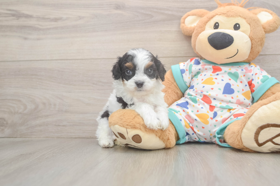 5 week old Cavapoo Puppy For Sale - Florida Fur Babies