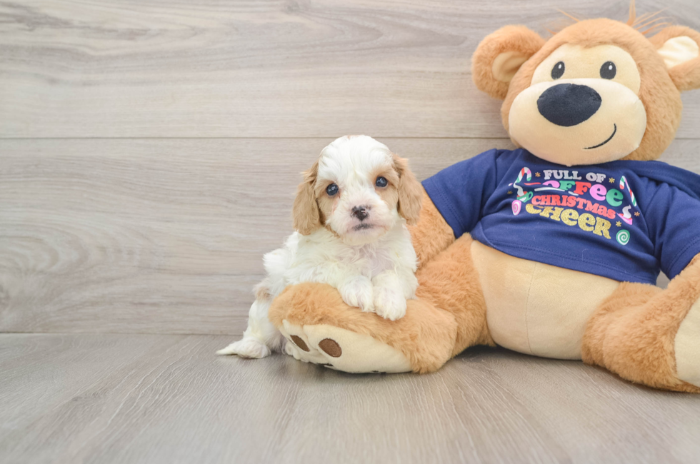 6 week old Cavapoo Puppy For Sale - Florida Fur Babies