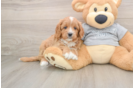 Petite Cavapoo Poodle Mix Pup