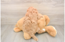Cavapoo Puppy for Adoption