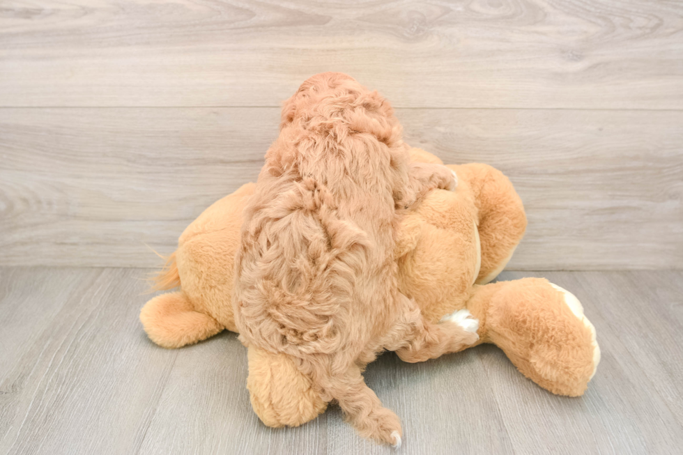Cavapoo Puppy for Adoption