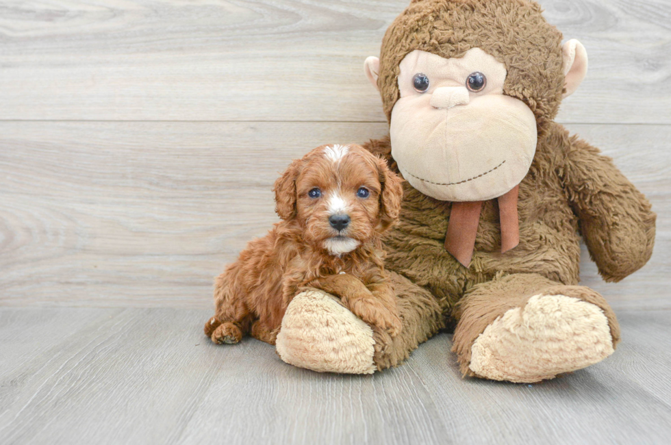 5 week old Cavapoo Puppy For Sale - Florida Fur Babies