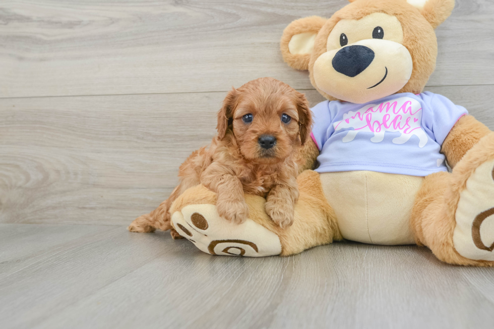 Cute Cavapoo Baby