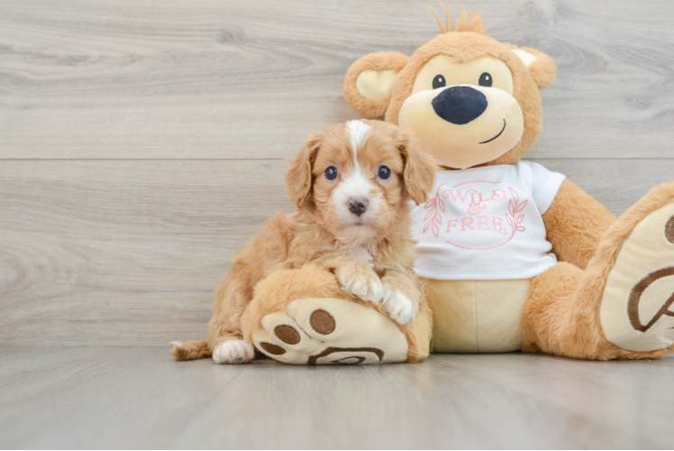 Cavapoo Puppy for Adoption