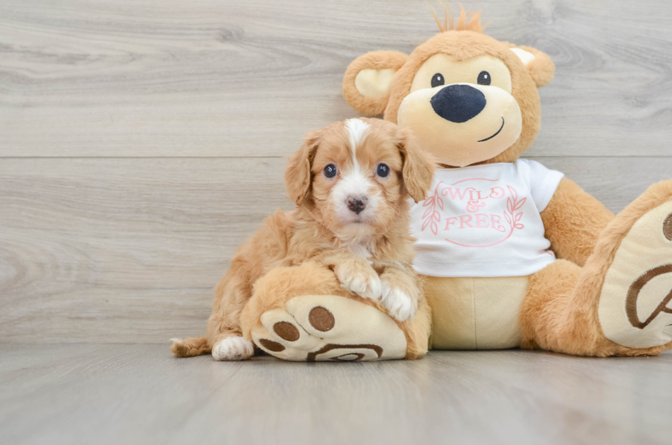 5 week old Cavapoo Puppy For Sale - Florida Fur Babies