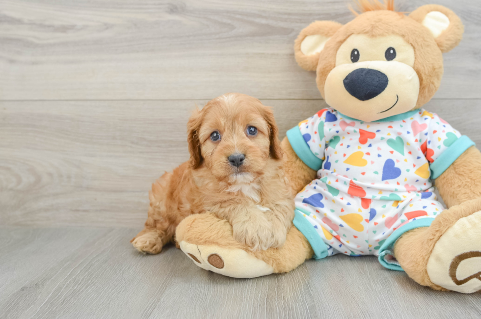 6 week old Cavapoo Puppy For Sale - Florida Fur Babies