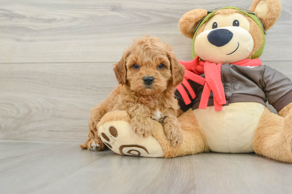 6 week old Cavapoo Puppy For Sale - Florida Fur Babies