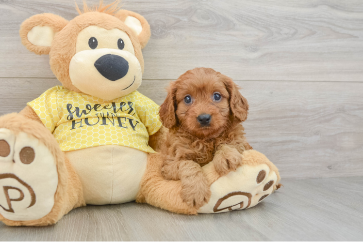 Fluffy Cavapoo Poodle Mix Pup
