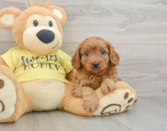 8 week old Cavapoo Puppy For Sale - Florida Fur Babies