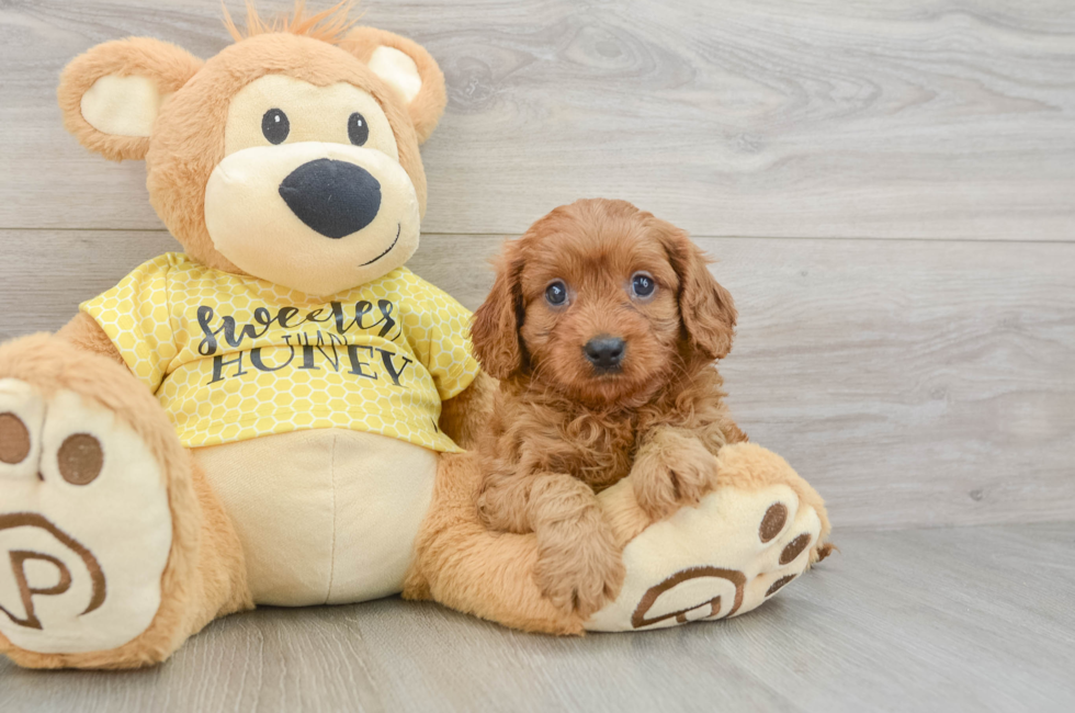 7 week old Cavapoo Puppy For Sale - Florida Fur Babies