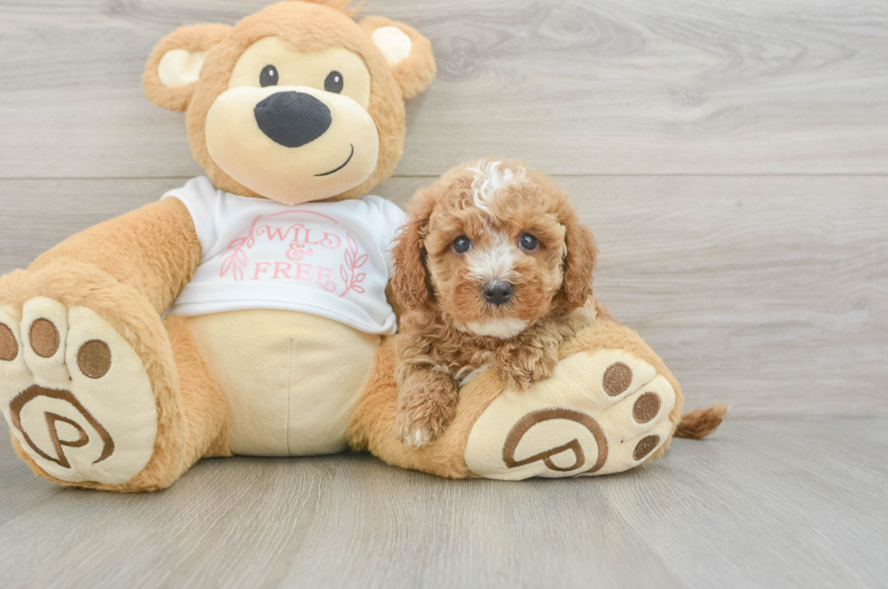 6 week old Cavapoo Puppy For Sale - Florida Fur Babies