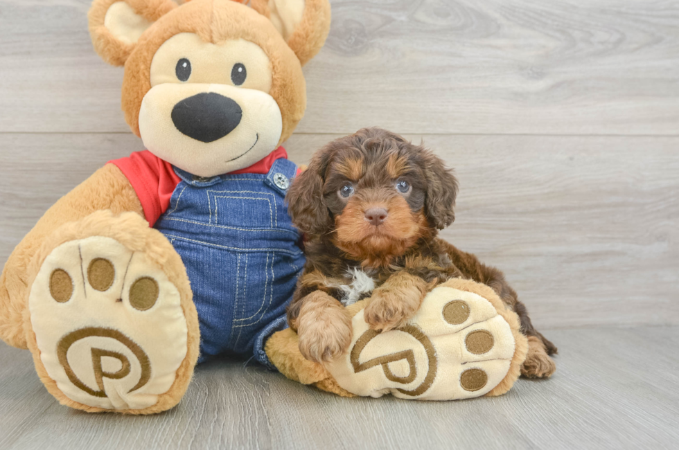 5 week old Cavapoo Puppy For Sale - Florida Fur Babies