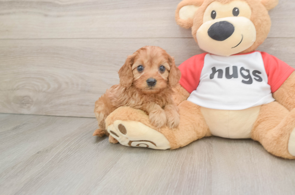 6 week old Cavapoo Puppy For Sale - Florida Fur Babies