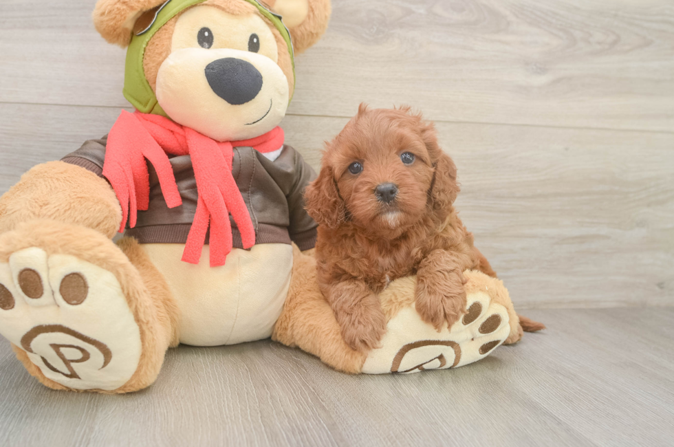 5 week old Cavapoo Puppy For Sale - Florida Fur Babies