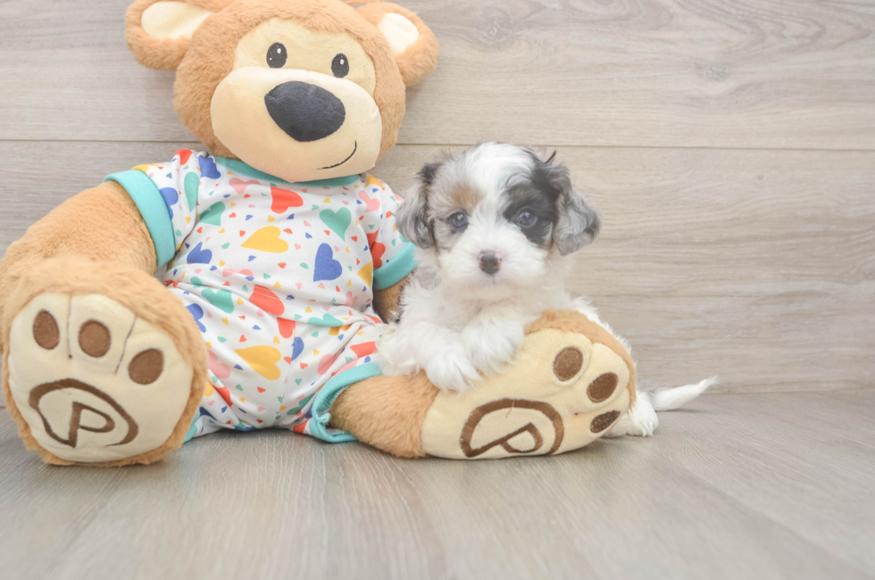 5 week old Cavapoo Puppy For Sale - Florida Fur Babies