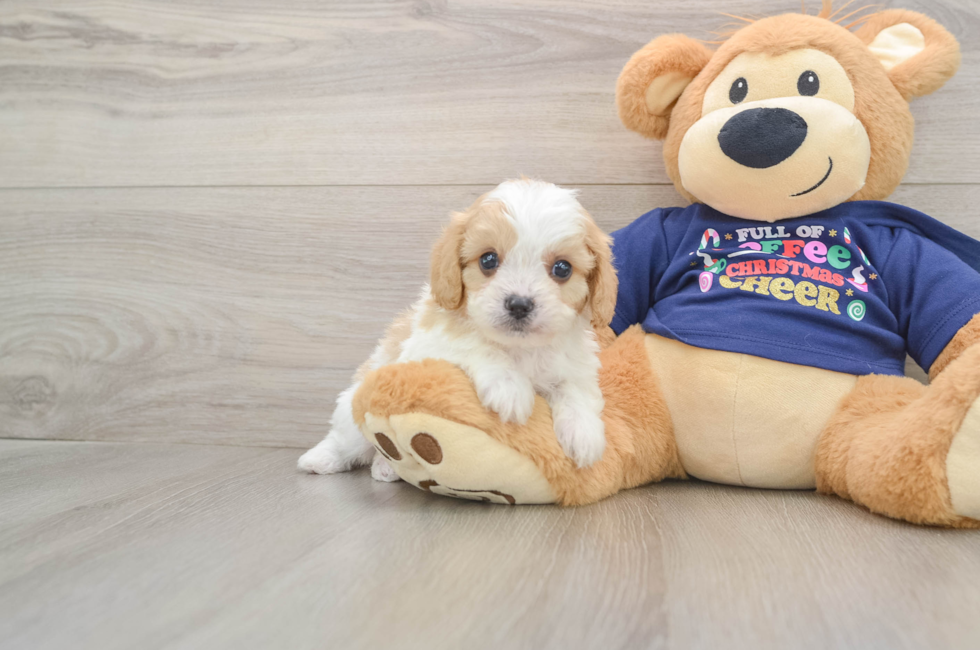 6 week old Cavapoo Puppy For Sale - Florida Fur Babies