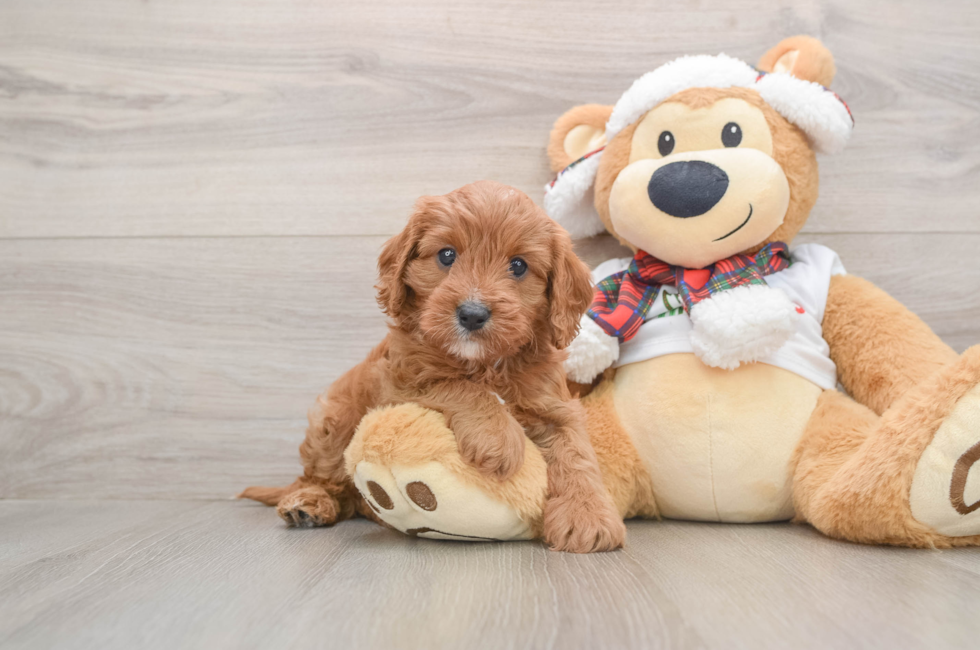 5 week old Cavapoo Puppy For Sale - Florida Fur Babies