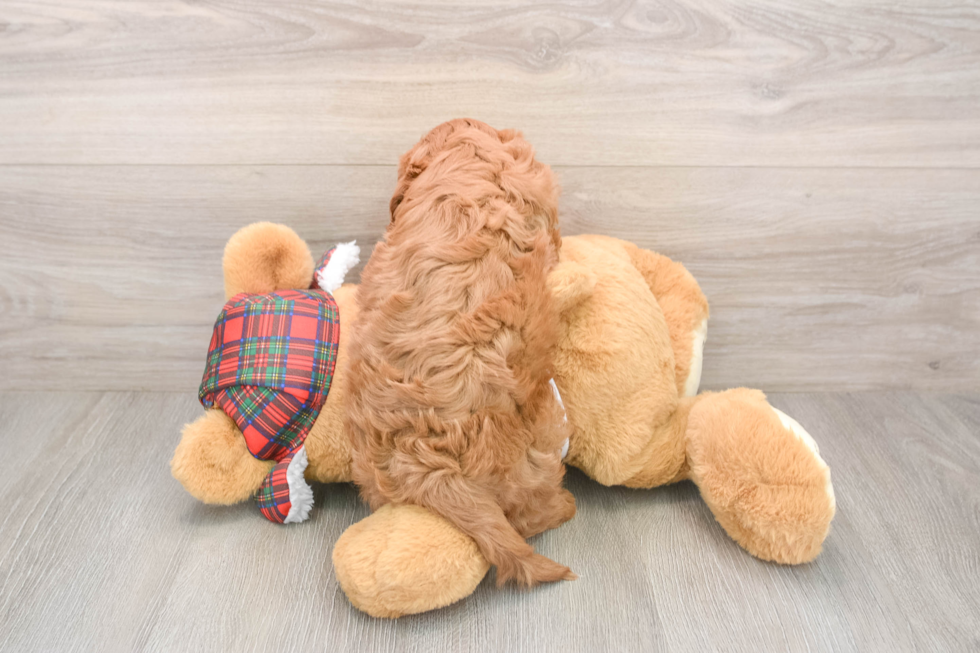 Cavapoo Pup Being Cute