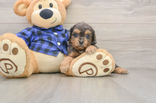 Cavapoo Puppy for Adoption