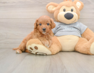 8 week old Cavapoo Puppy For Sale - Florida Fur Babies