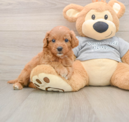 8 week old Cavapoo Puppy For Sale - Florida Fur Babies