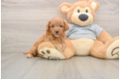 Small Cavapoo Baby