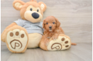 Happy Cavapoo Baby