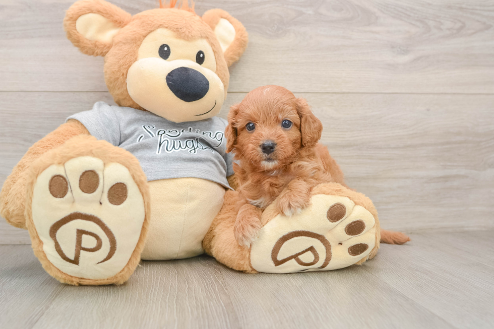 Happy Cavapoo Baby