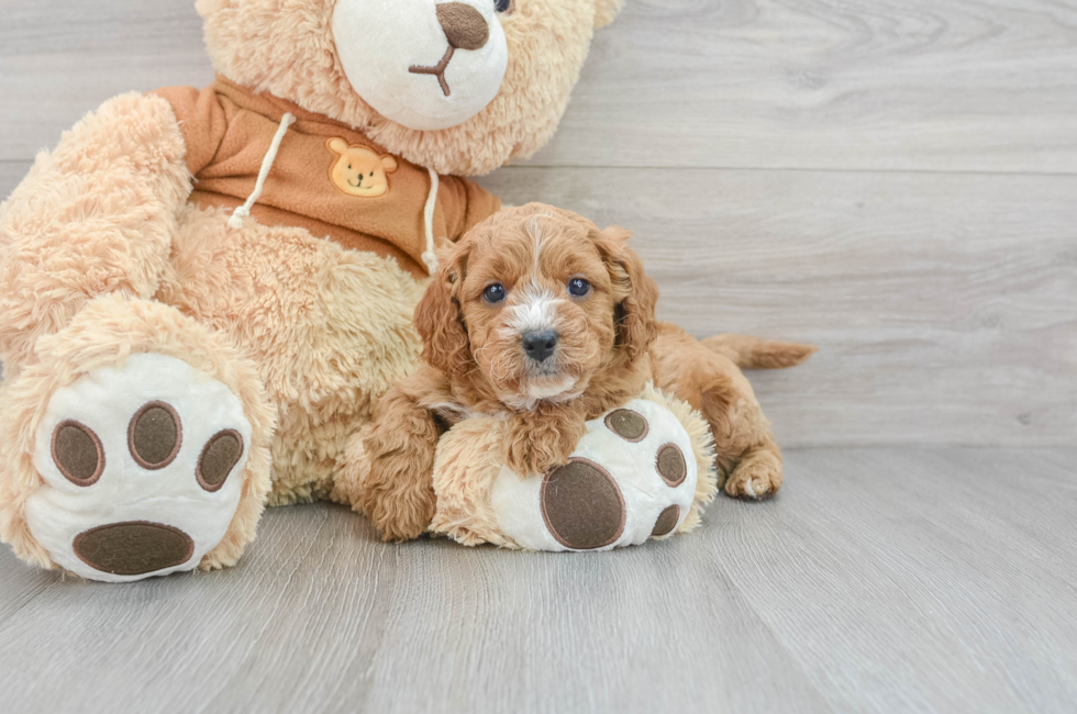 6 week old Cavapoo Puppy For Sale - Florida Fur Babies