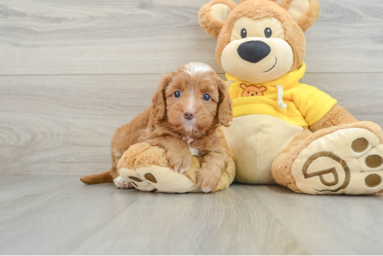 Cavapoo Pup Being Cute