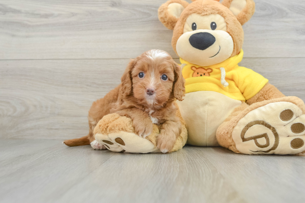 Cavapoo Pup Being Cute