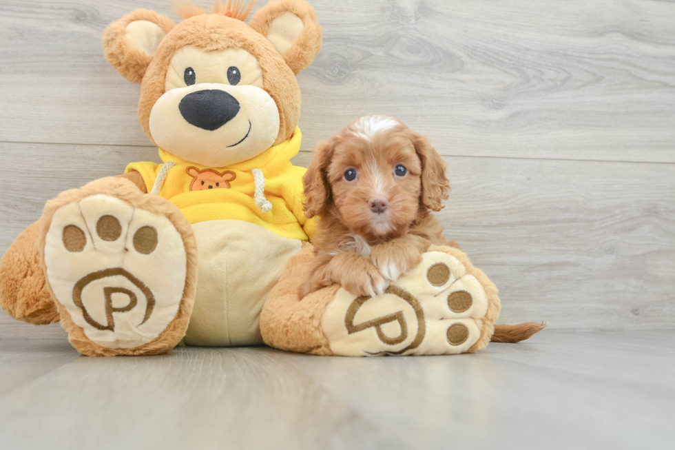 Cavapoo Puppy for Adoption