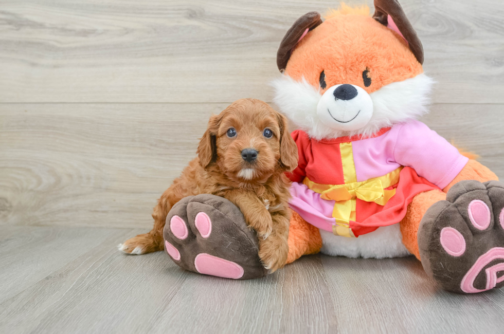 5 week old Cavapoo Puppy For Sale - Florida Fur Babies