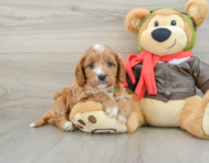 8 week old Cavapoo Puppy For Sale - Florida Fur Babies