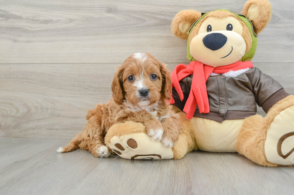 6 week old Cavapoo Puppy For Sale - Florida Fur Babies