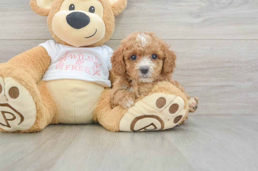 6 week old Cavapoo Puppy For Sale - Florida Fur Babies