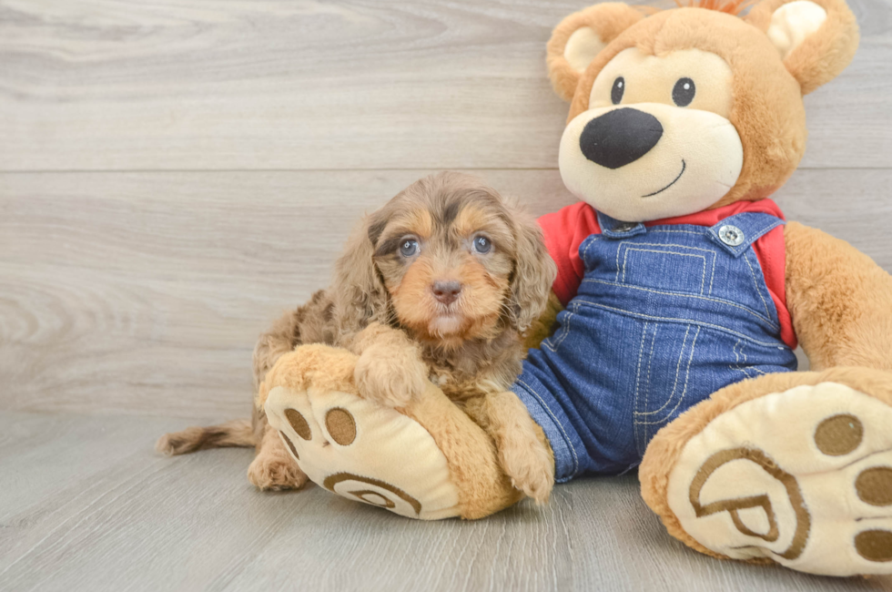 5 week old Cavapoo Puppy For Sale - Florida Fur Babies