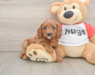 8 week old Cavapoo Puppy For Sale - Florida Fur Babies