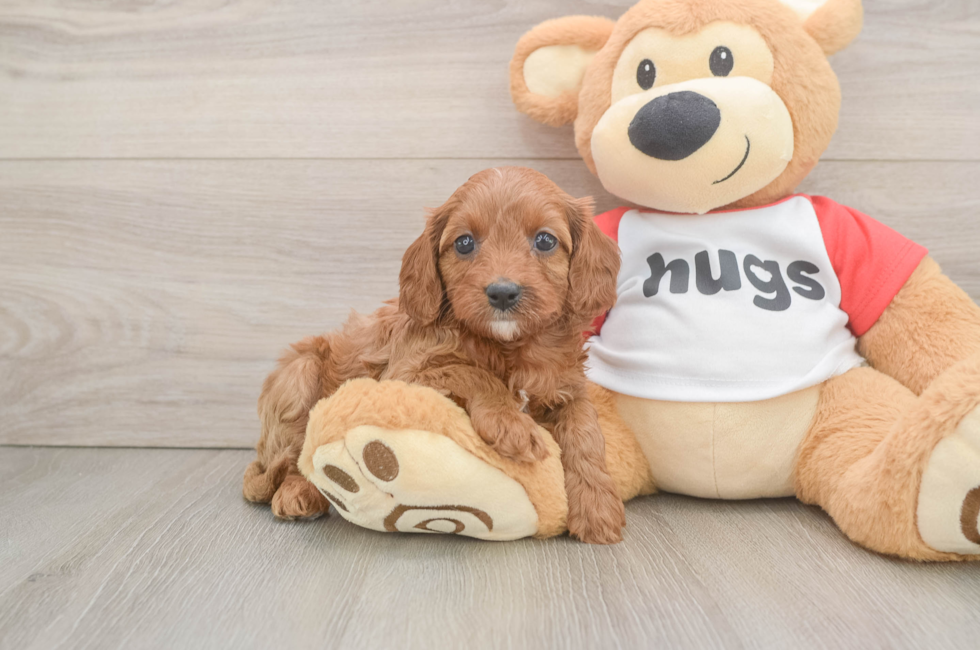 6 week old Cavapoo Puppy For Sale - Florida Fur Babies