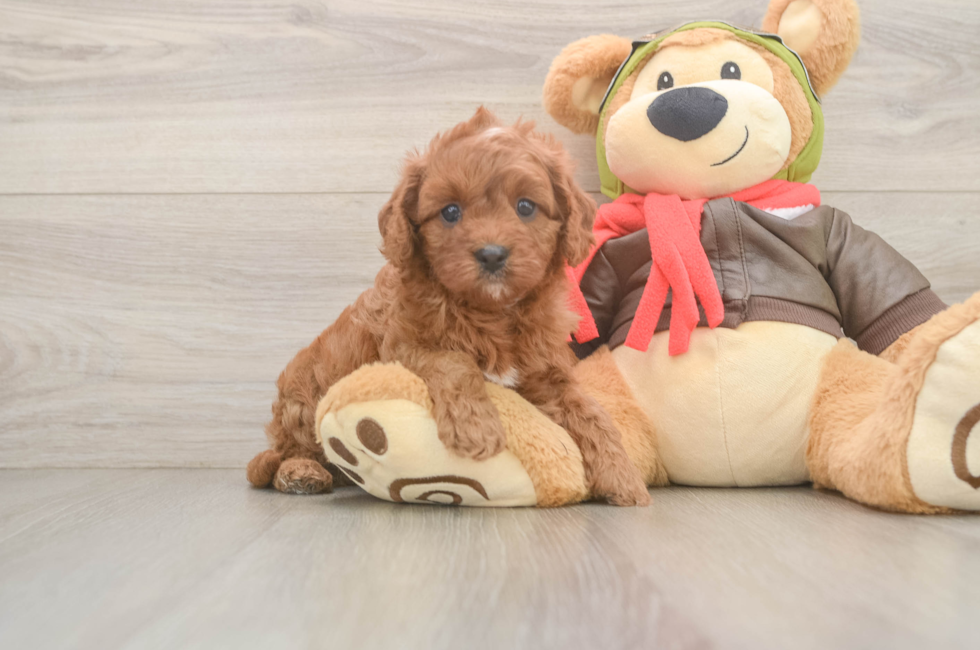 5 week old Cavapoo Puppy For Sale - Florida Fur Babies