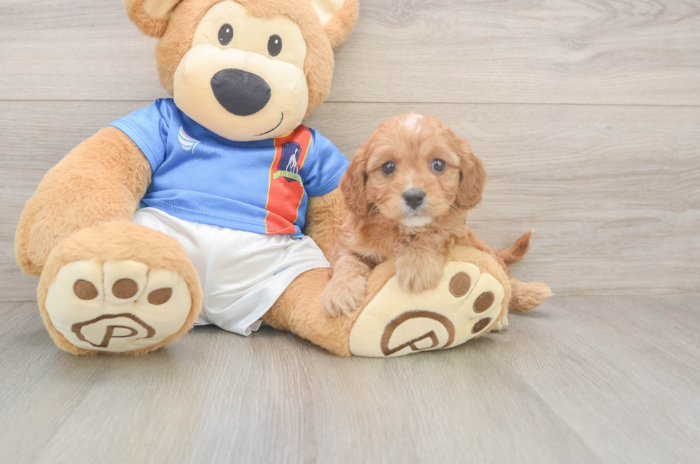 5 week old Cavapoo Puppy For Sale - Florida Fur Babies