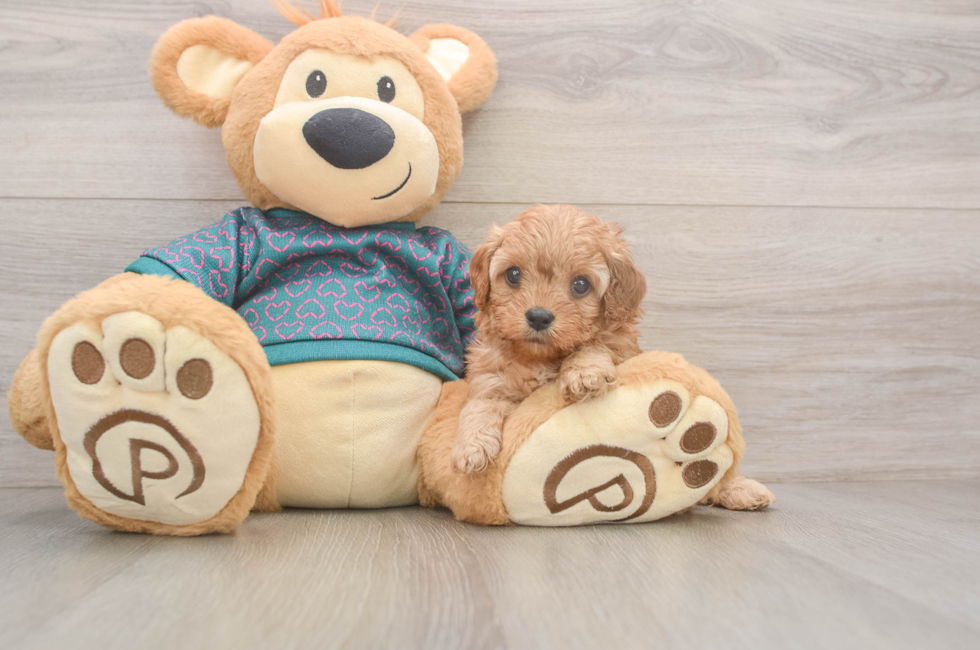 5 week old Cavapoo Puppy For Sale - Florida Fur Babies