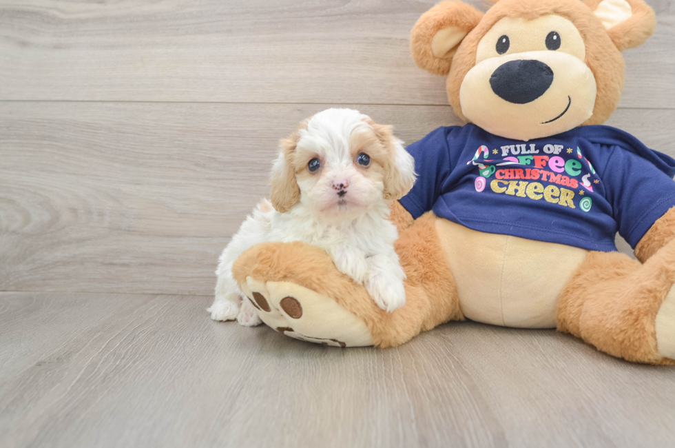 6 week old Cavapoo Puppy For Sale - Florida Fur Babies