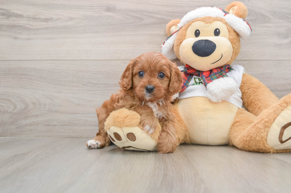 5 week old Cavapoo Puppy For Sale - Florida Fur Babies