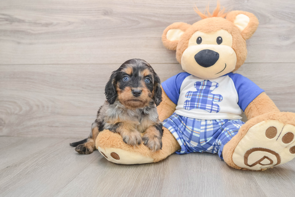Fluffy Cavapoo Poodle Mix Pup