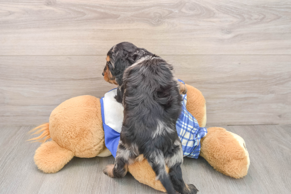 Cavapoo Pup Being Cute