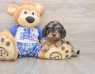 8 week old Cavapoo Puppy For Sale - Florida Fur Babies