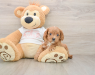 7 week old Cavapoo Puppy For Sale - Florida Fur Babies