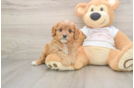 Hypoallergenic Cavadoodle Poodle Mix Puppy