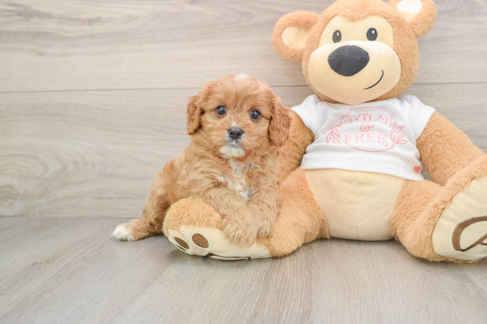 Hypoallergenic Cavadoodle Poodle Mix Puppy